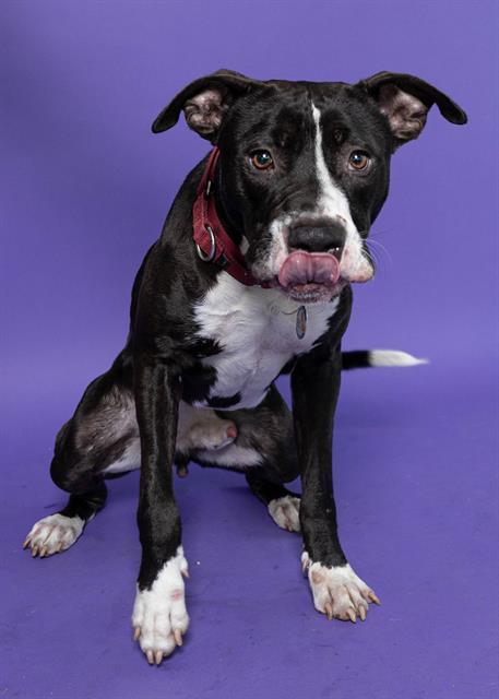 Enlarge CESAR, a Adoptable mixed breed in Fort Lauderdale, FL image 1/1