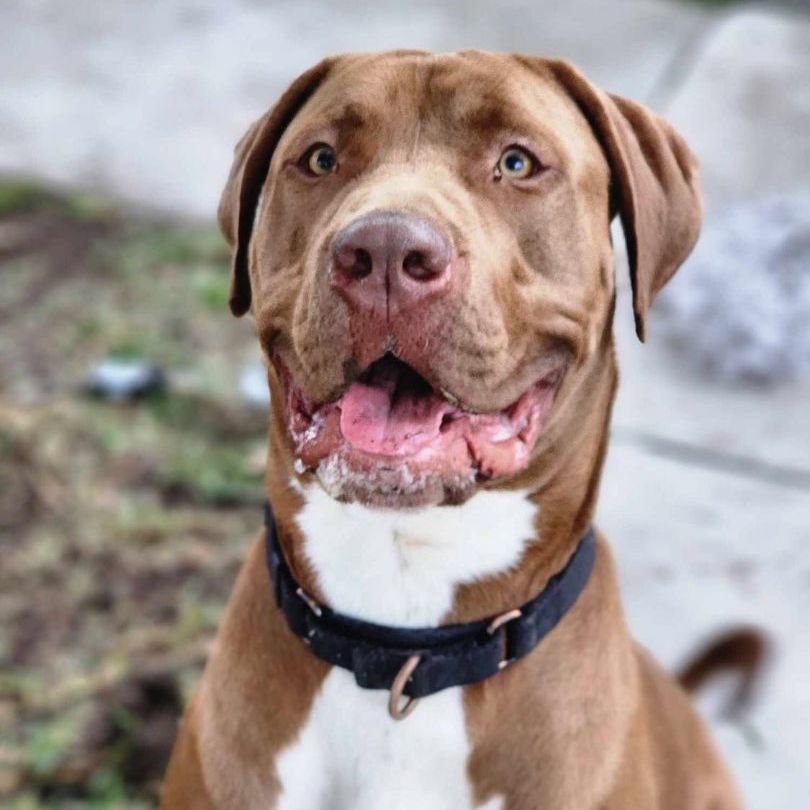 Enlarge Bobo, a Adoptable mixed breed in Tehachapi, CA image 1/3
