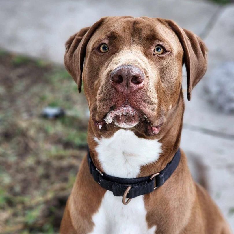 Enlarge Bobo, a Adoptable mixed breed in Tehachapi, CA image 2/3