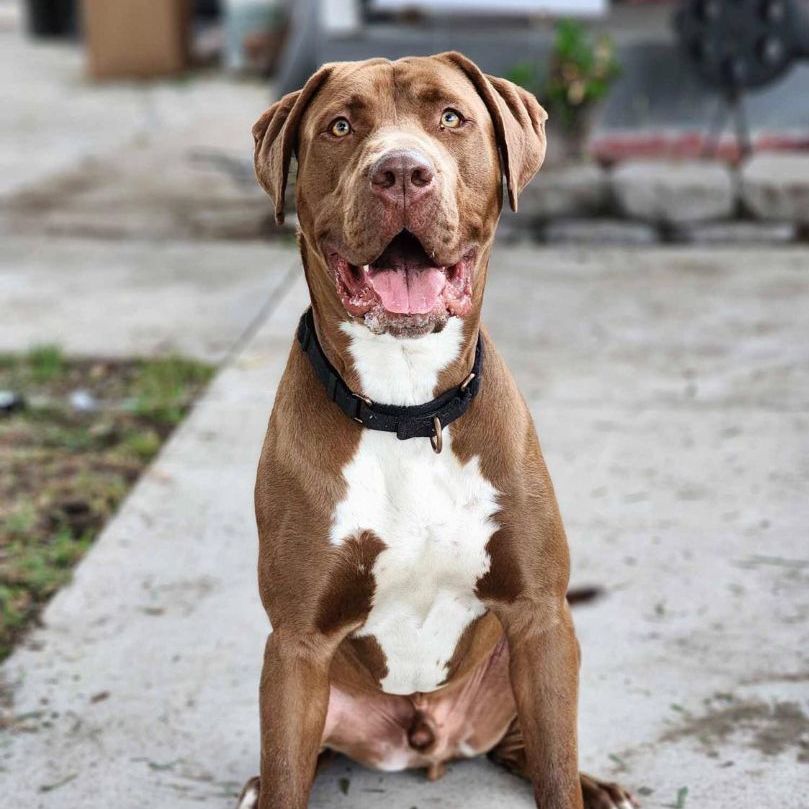 Enlarge Bobo, a Adoptable mixed breed in Tehachapi, CA image 3/3