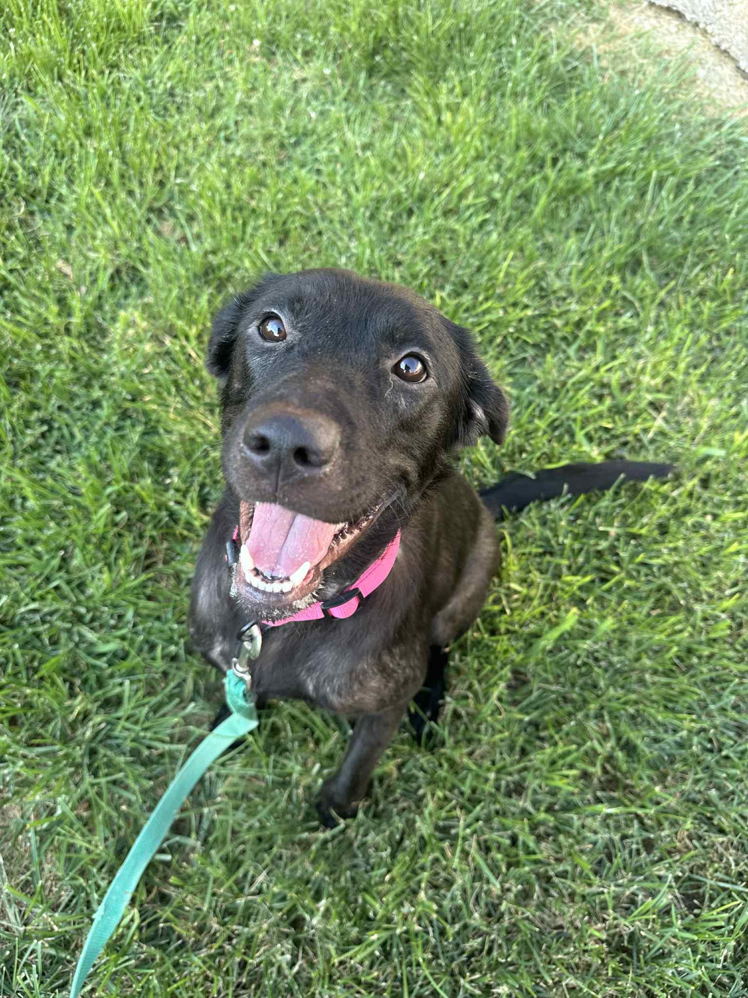 Meeka