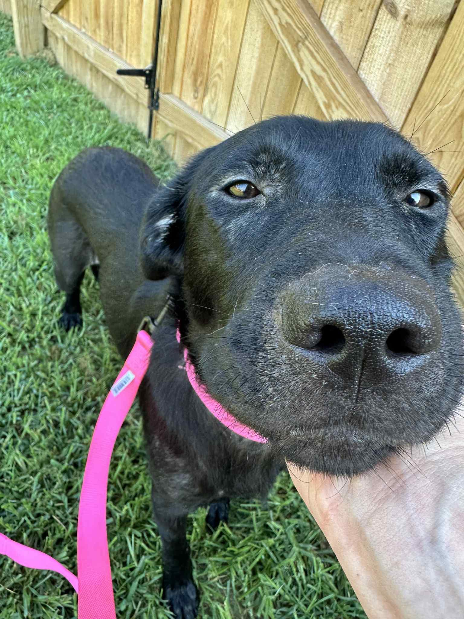 Meeka