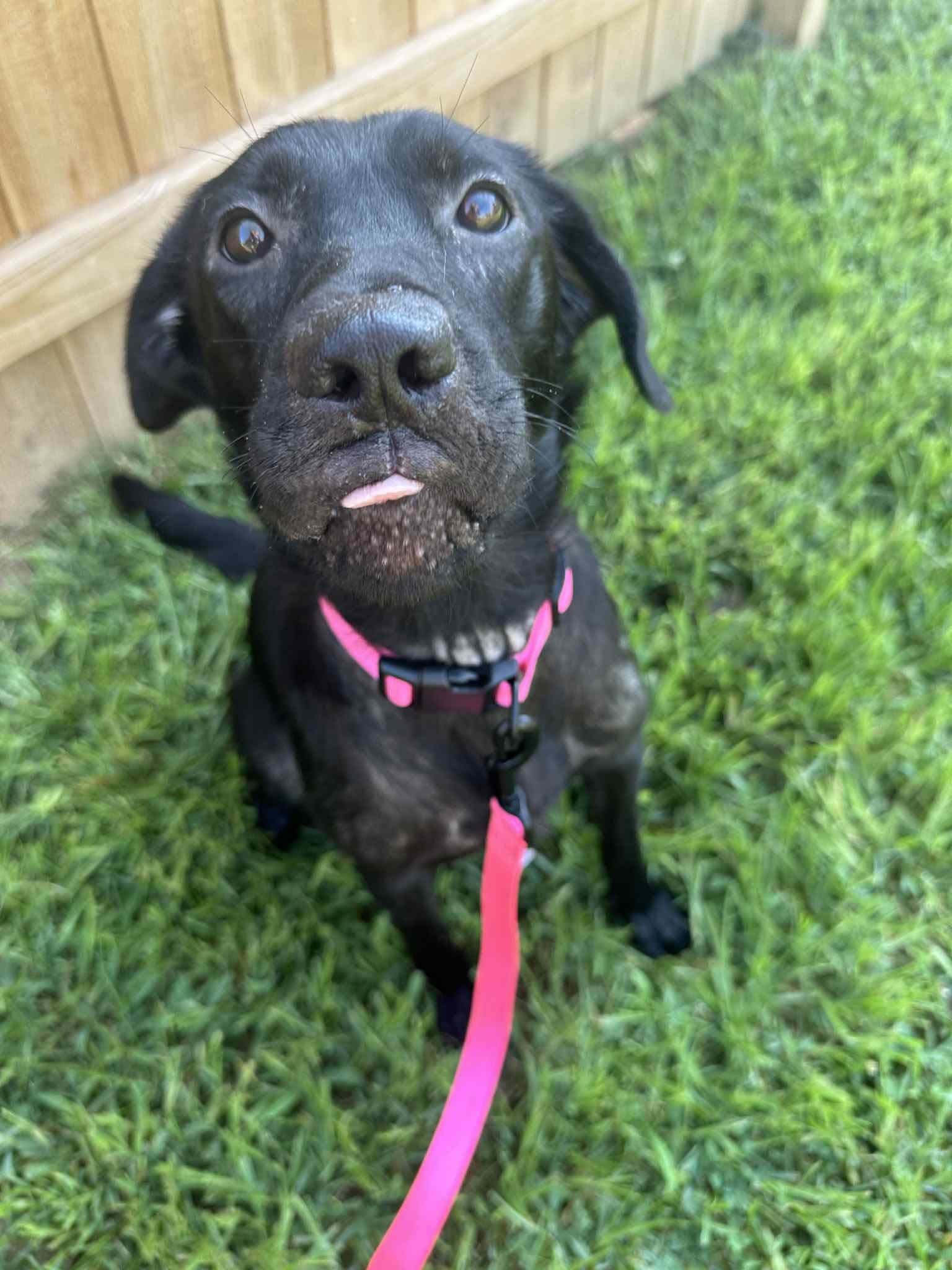 Meeka