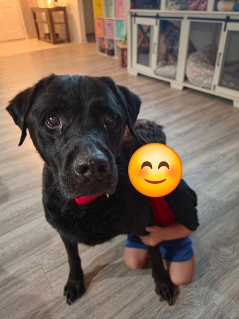 Sargeant, a ADOPTABLE Black Labrador Retriever in Temple, TX image 2/5