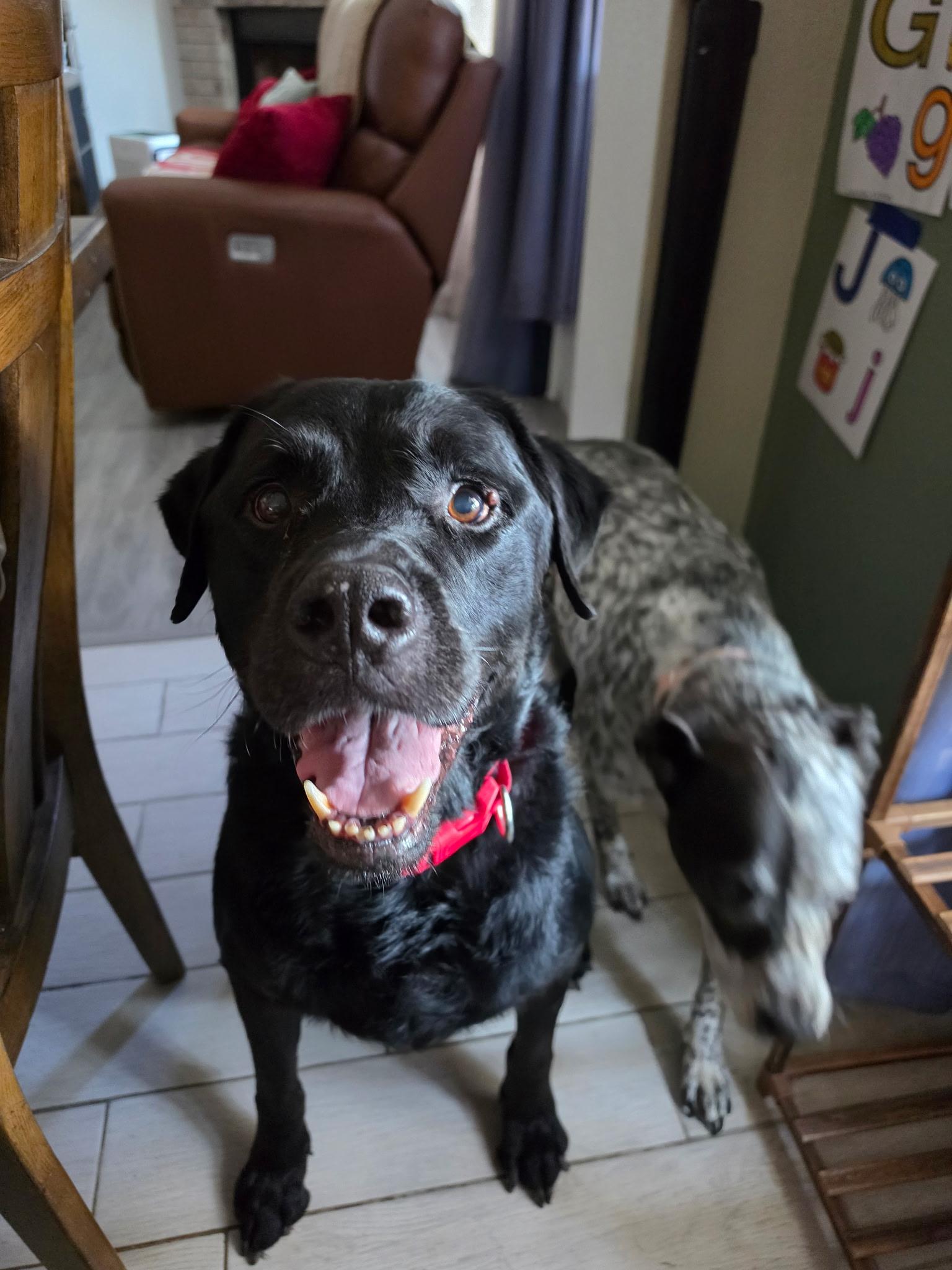 Sargeant, a ADOPTABLE Black Labrador Retriever in Temple, TX image 1/5