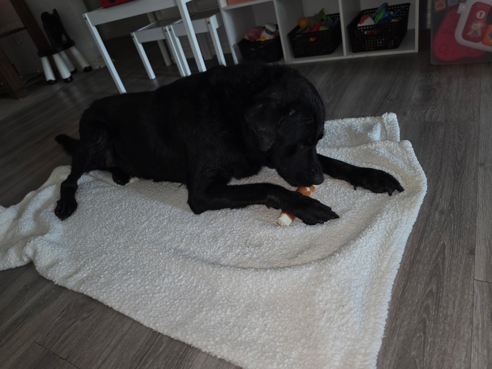 Sargeant, a ADOPTABLE Black Labrador Retriever in Temple, TX image 4/5