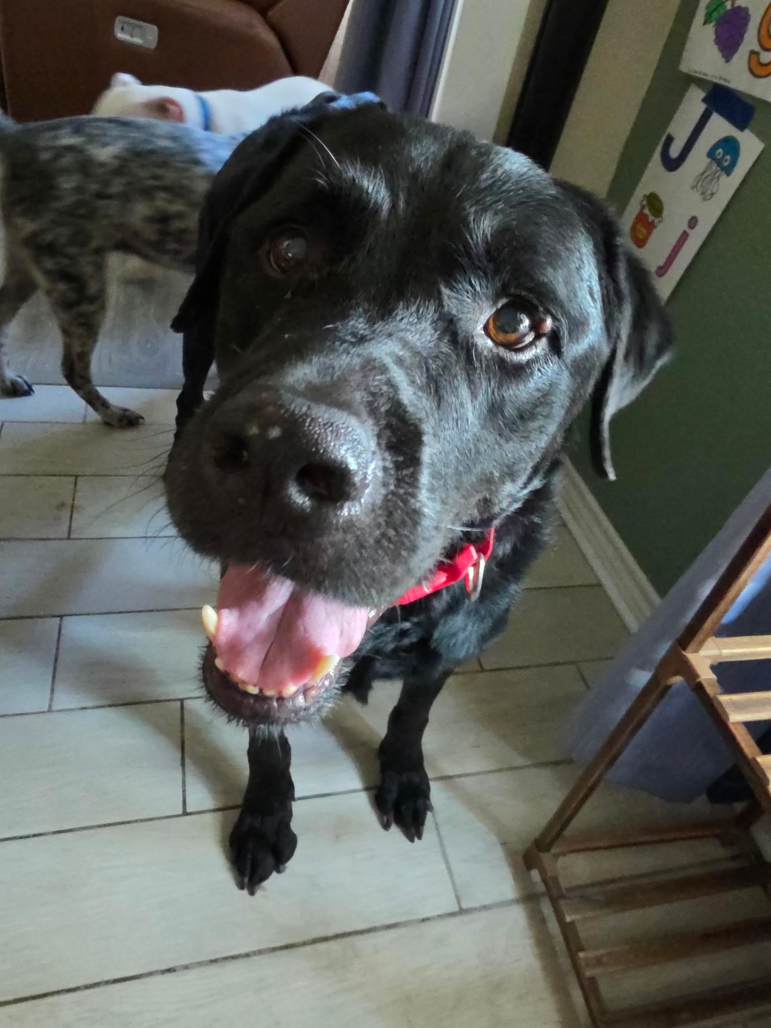 Sargeant, a ADOPTABLE Black Labrador Retriever in Temple, TX image 3/5
