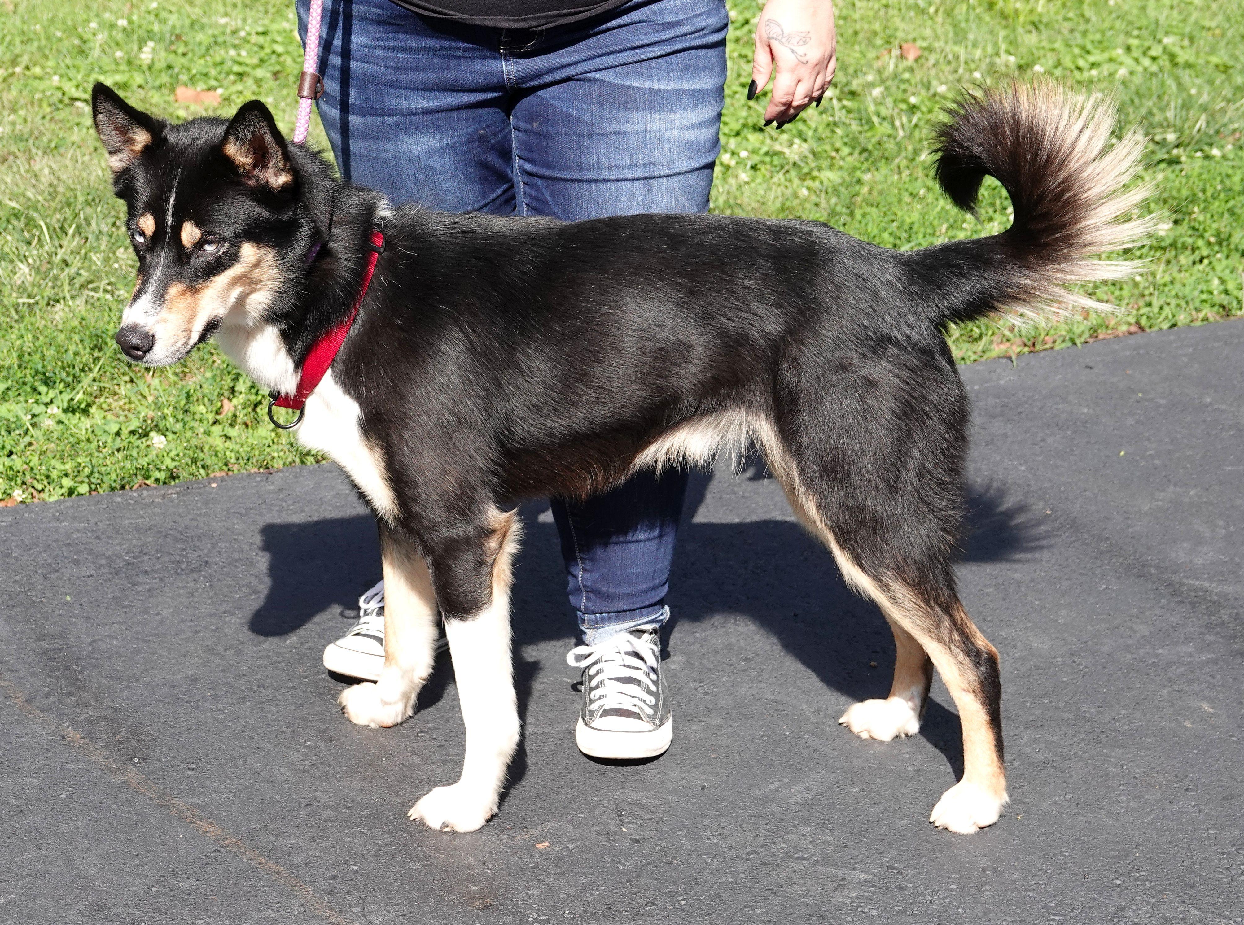 Enlarge Sanders - CLAIMED BY OWNERS, a Adopted mixed breed in Millfield, OH image 3/3