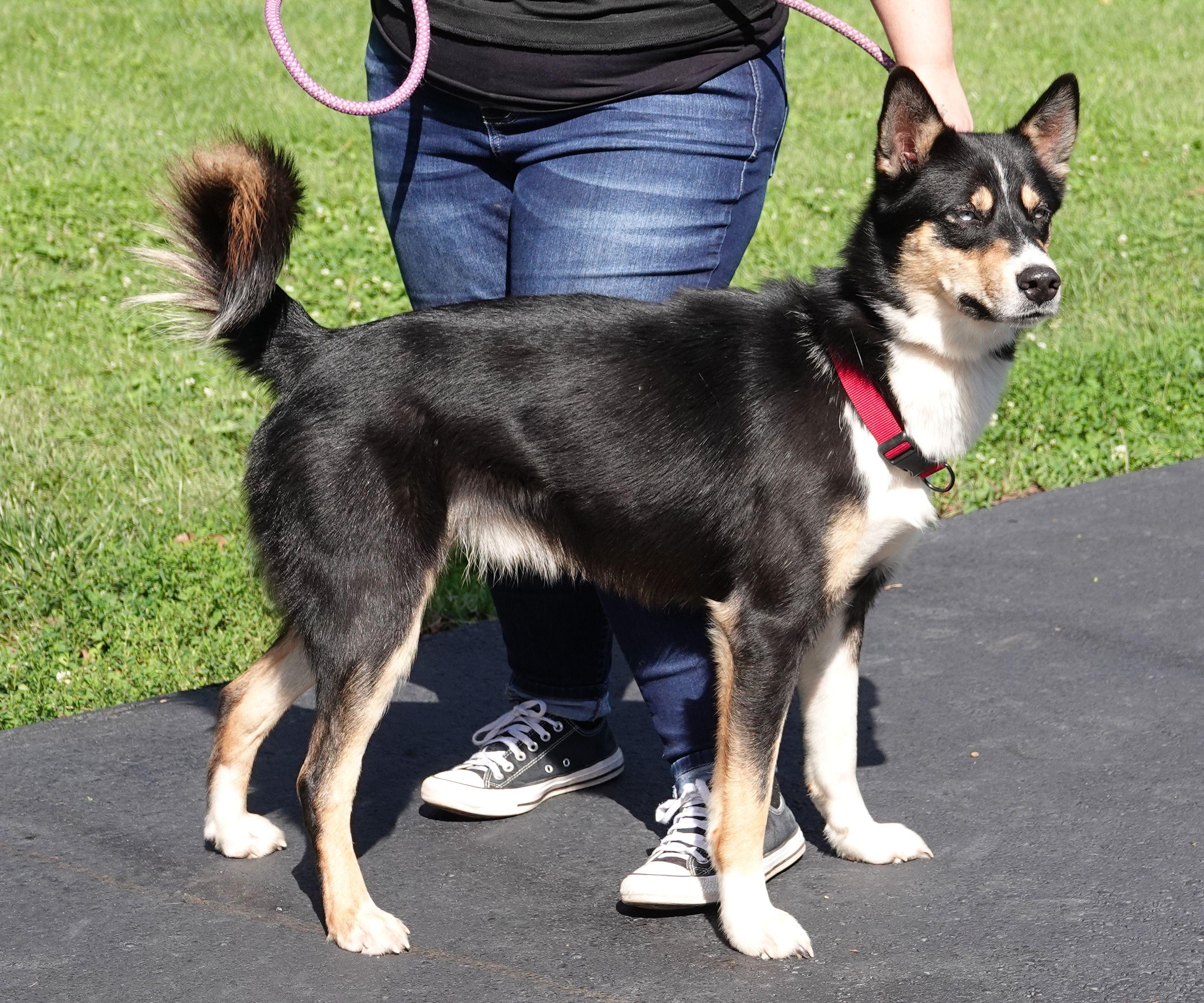 Enlarge Sanders - CLAIMED BY OWNERS, a Adopted mixed breed in Millfield, OH image 2/3