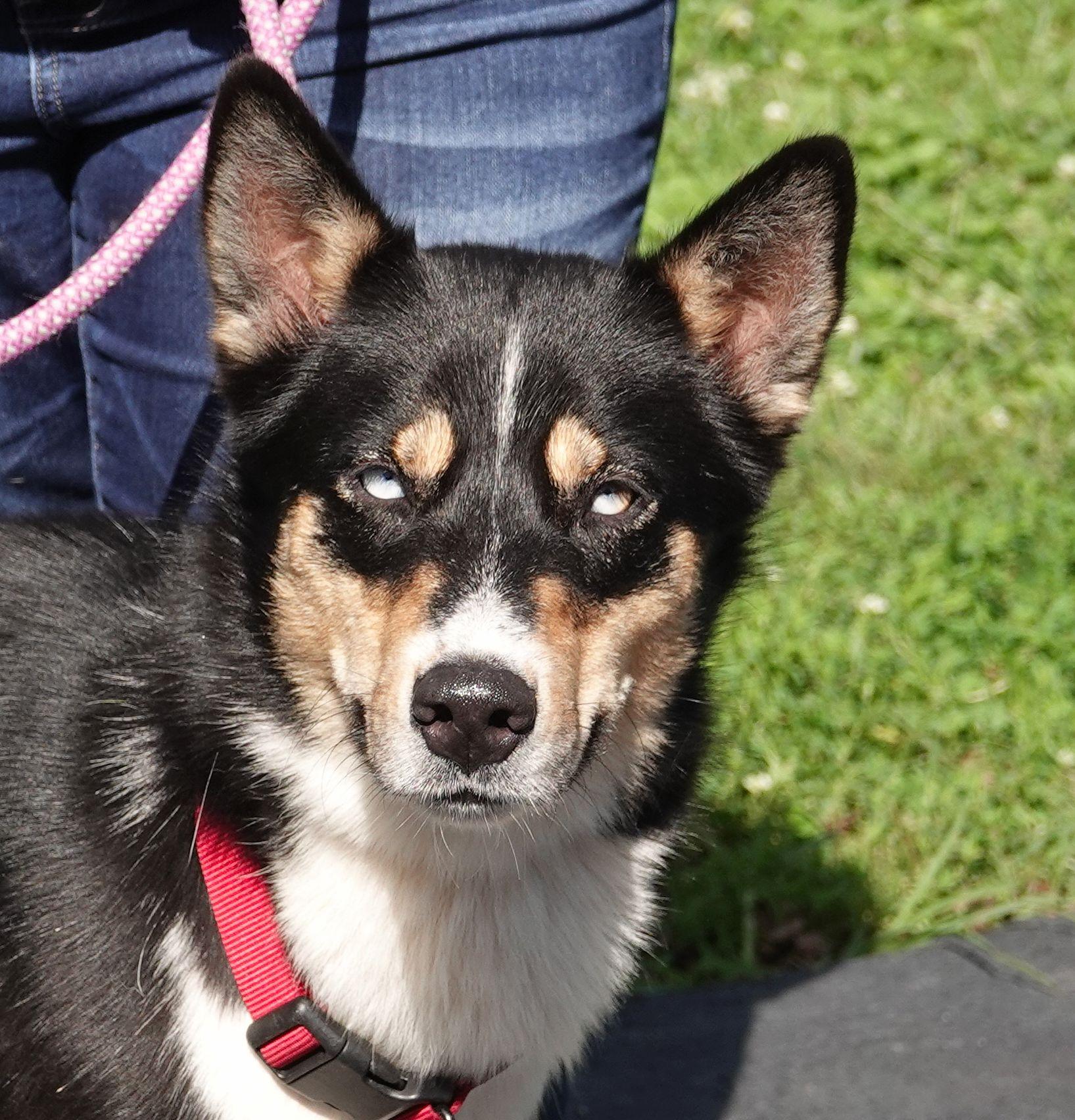 Sanders - CLAIMED BY OWNERS, Adopted, Adult Male Shepherd & Husky.