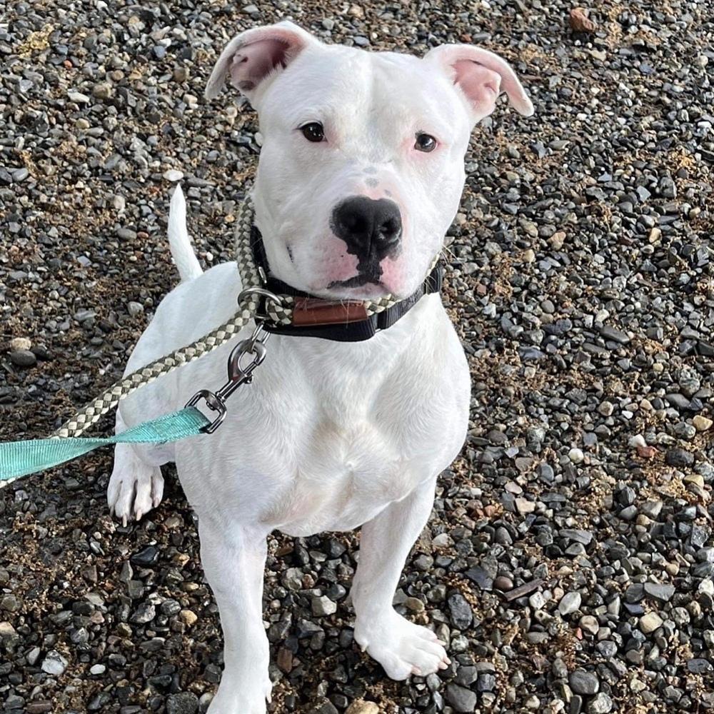 Enlarge Tommy Talcum, a Adoptable mixed breed in Long Island City, NY image 1/6