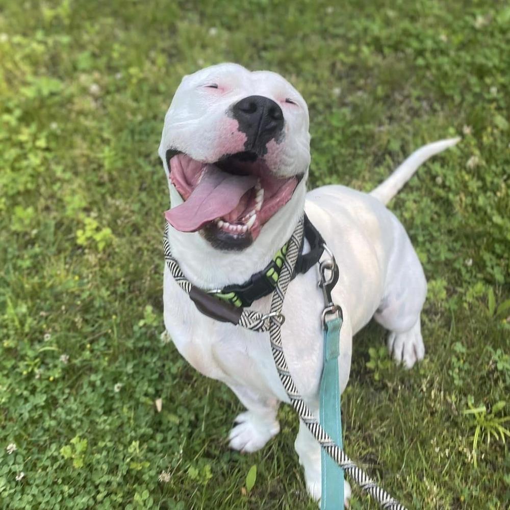 Enlarge Tommy Talcum, a Adoptable mixed breed in Long Island City, NY image 2/6