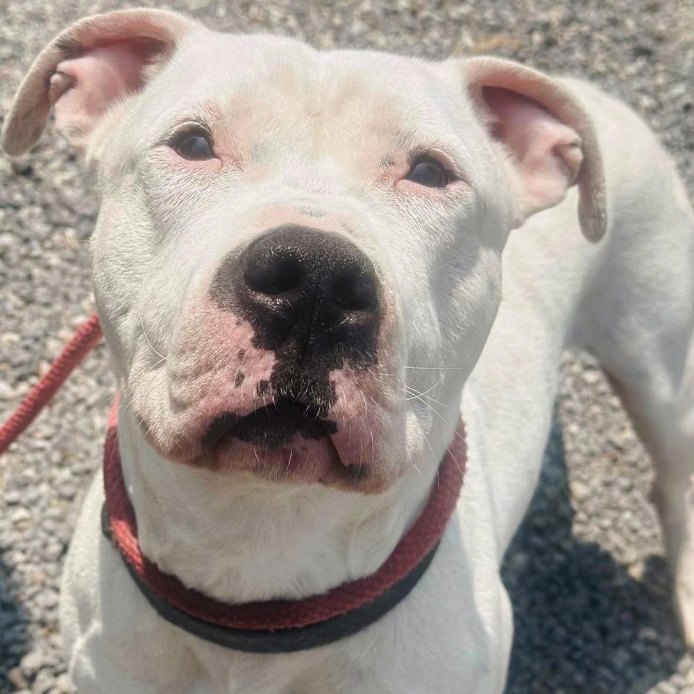 Enlarge Tommy Talcum, a Adoptable mixed breed in Long Island City, NY image 2/6