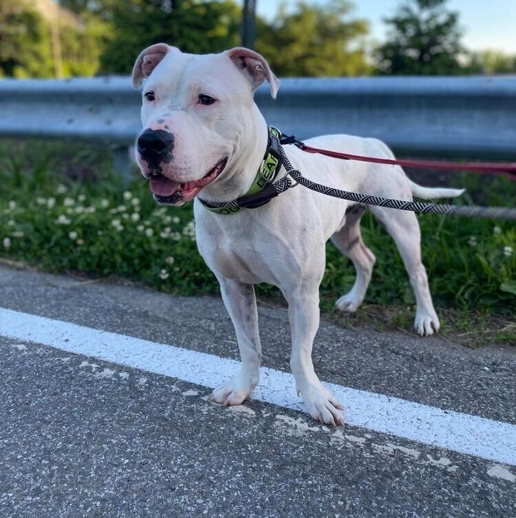 Enlarge Tommy Talcum, a Adoptable mixed breed in Long Island City, NY image 4/6
