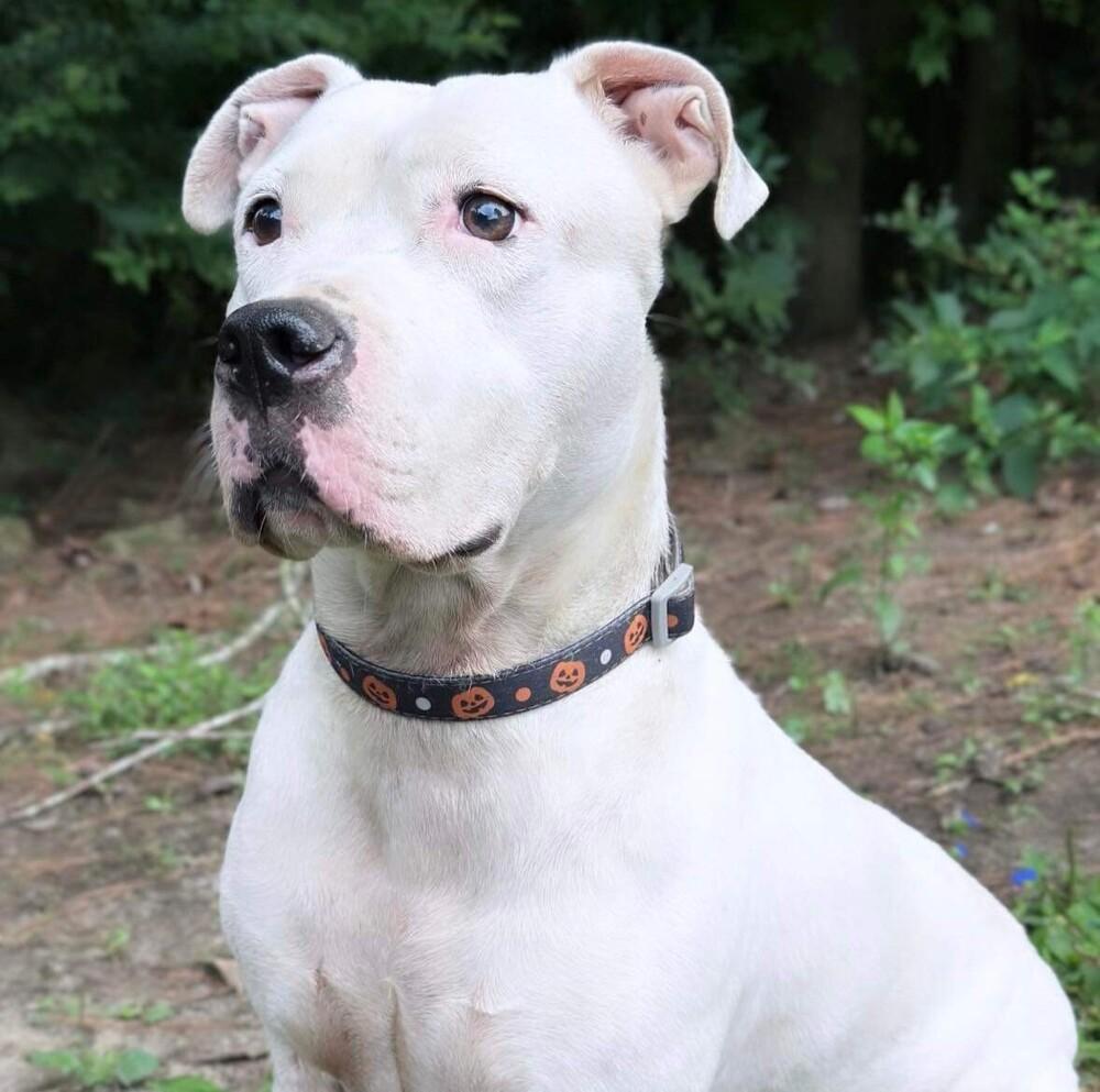 Enlarge Tommy Talcum, a Adoptable mixed breed in Long Island City, NY image 6/6