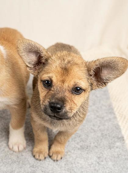 Asher, Adoptable, Puppy Male Mixed Breed & Mixed Breed.