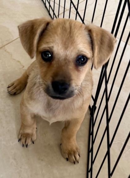 Asher, a Adoptable mixed breed in Cibolo, TX image 2/2