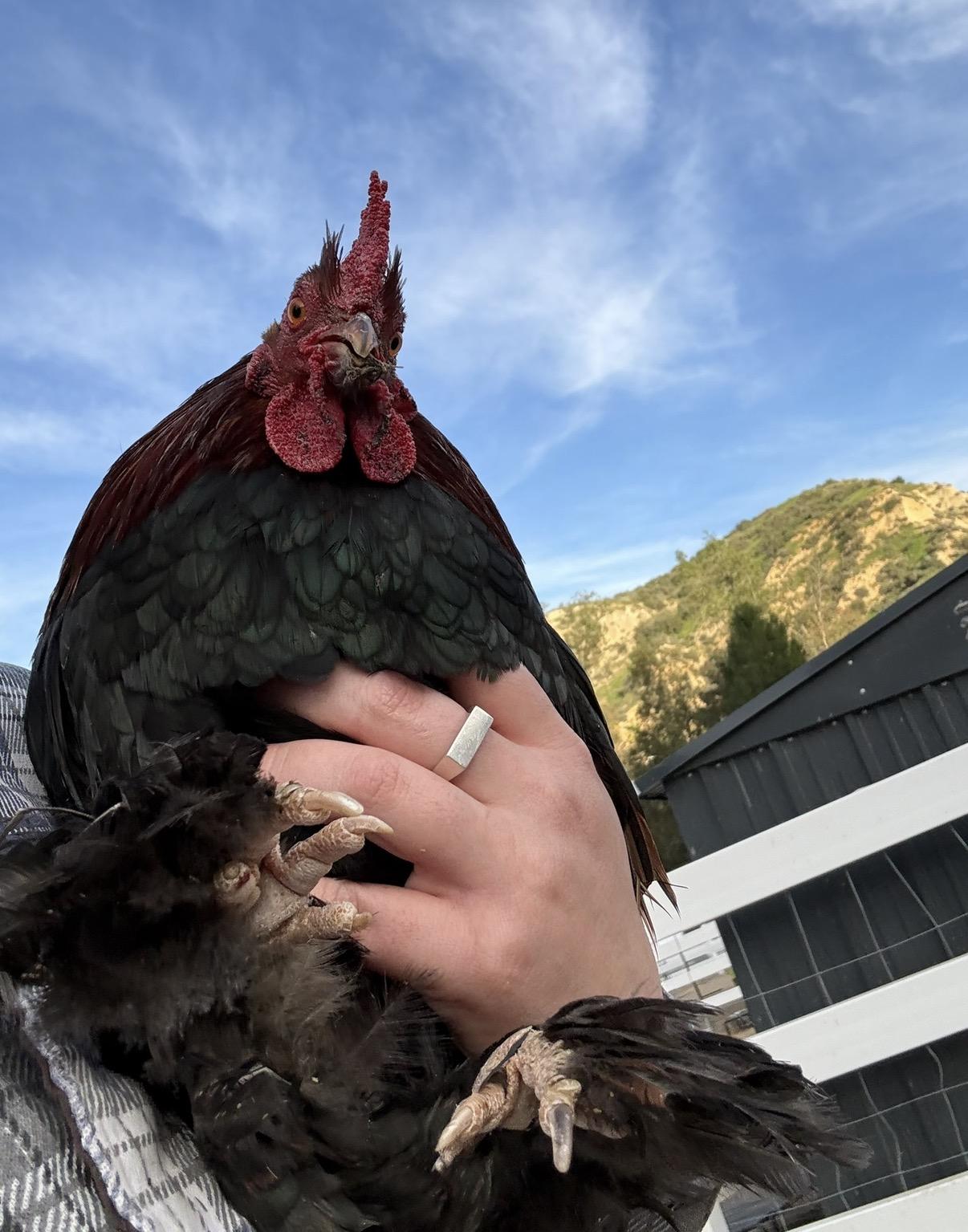 Sammy, a ADOPTABLE Chicken in Redlands, CA image 1/2