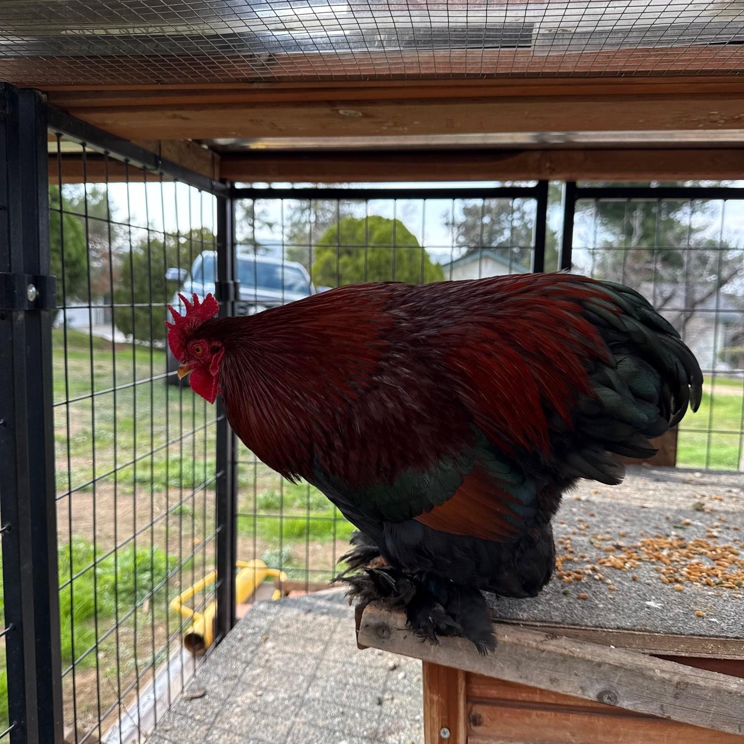 Sammy, a ADOPTABLE Chicken in Redlands, CA image 2/2