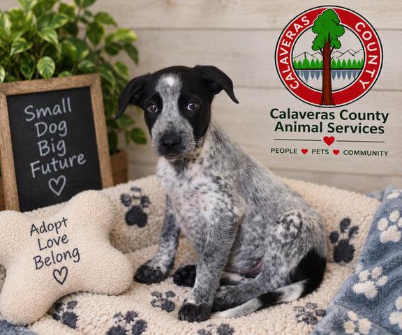 Enlarge Fred A061307, a Adoptable mixed breed in San Andreas, CA image 1/1