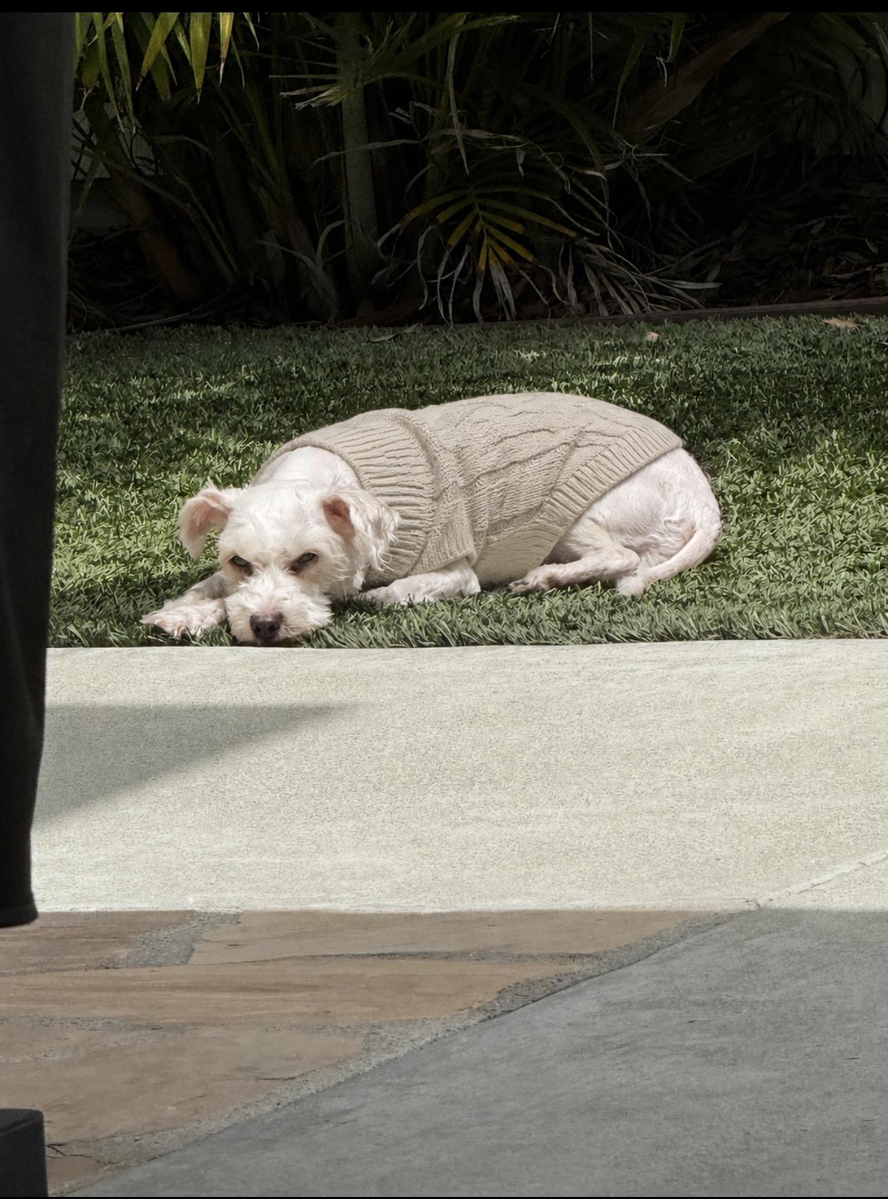 Charlie, a Adoptable Poodle in Costa Mesa , CA image 2/2