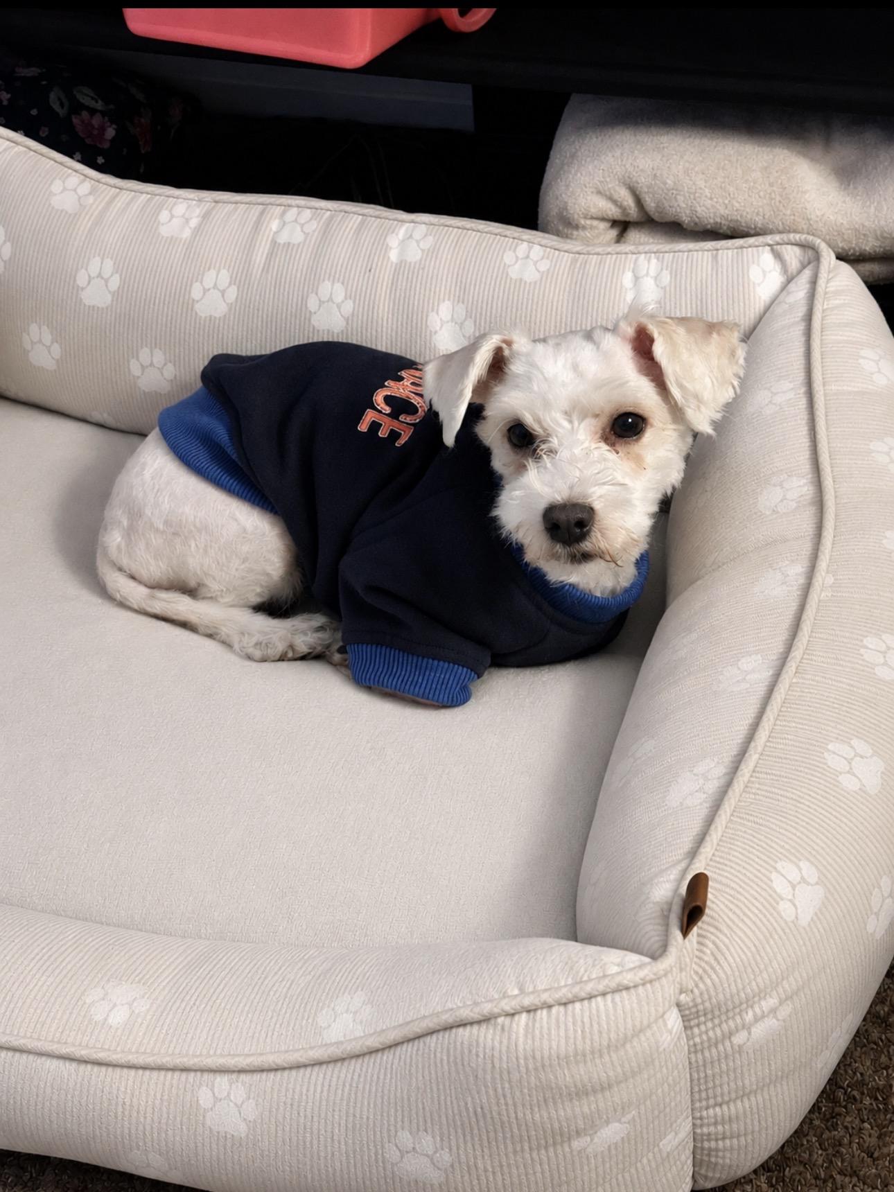 Charlie, a Adoptable Poodle in Costa Mesa , CA image 1/2