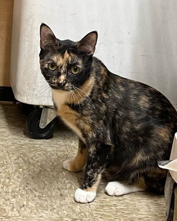 PEPPER, a Adoptable mixed breed in HEMET, CA image 2/6