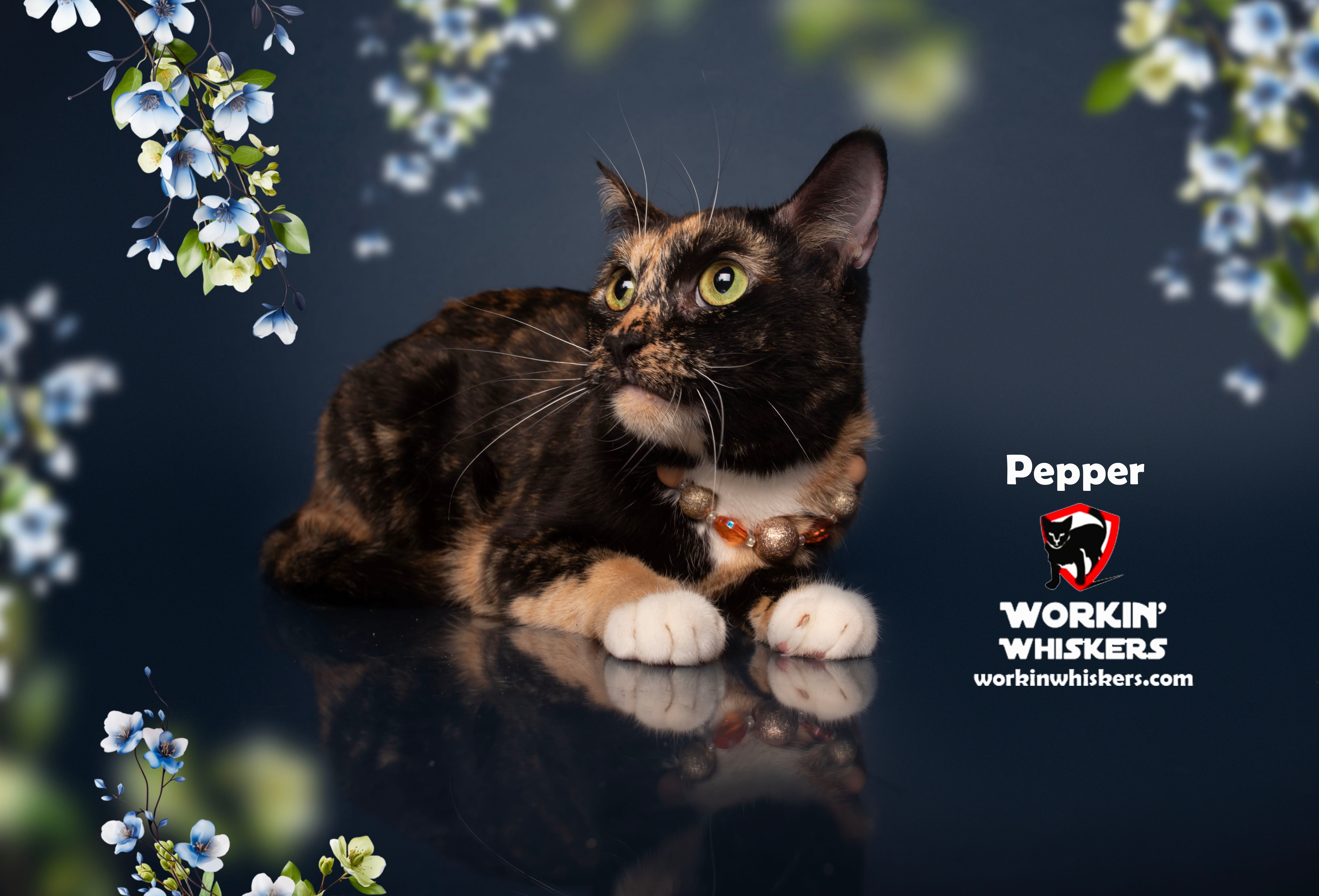 PEPPER, a Adoptable mixed breed in HEMET, CA image 1/6