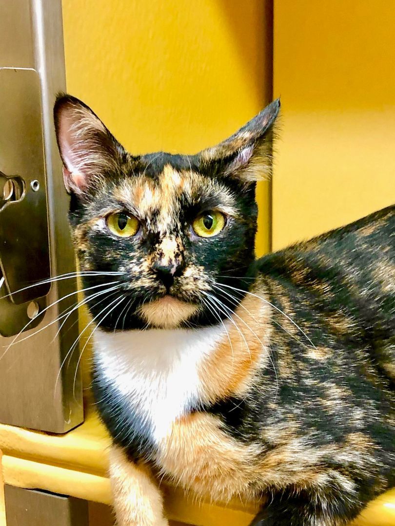 PEPPER, a Adoptable mixed breed in HEMET, CA image 4/6