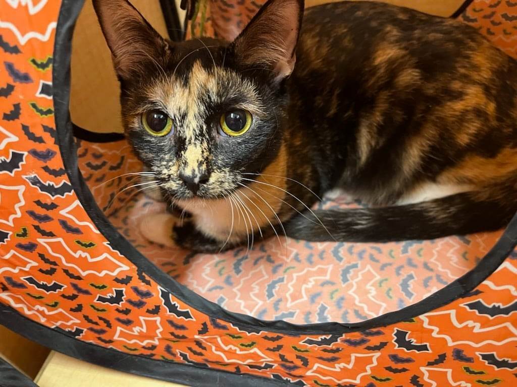 PEPPER, a Adoptable mixed breed in HEMET, CA image 5/6