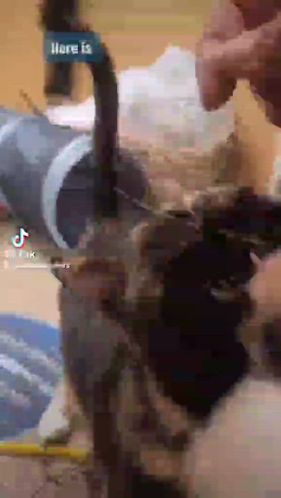 Enlarge PEPPER, a Adoptable mixed breed in HEMET, CA video 6/6