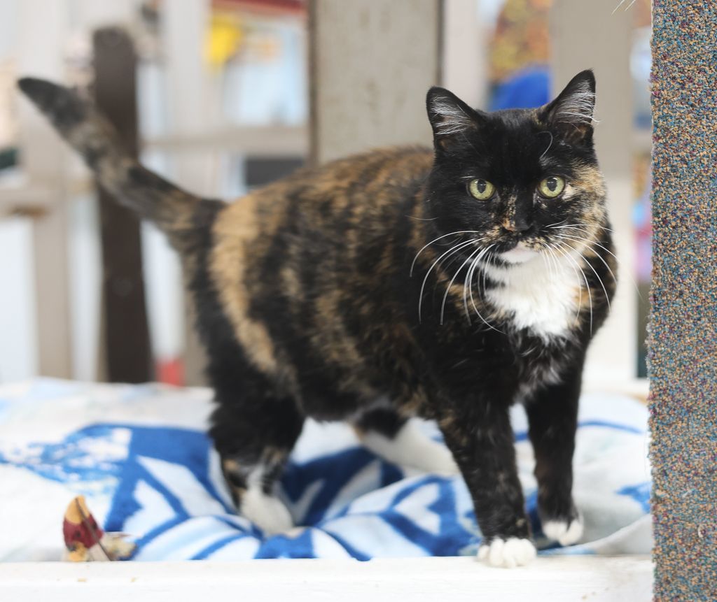 Noel-Early CKD; Hyperthyroidism, a Adoptable mixed breed in Anchorage, AK image 1/14