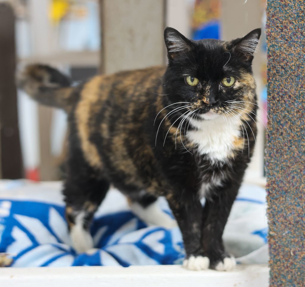 Noel-Early CKD; Hyperthyroidism, a Adoptable mixed breed in Anchorage, AK image 2/14