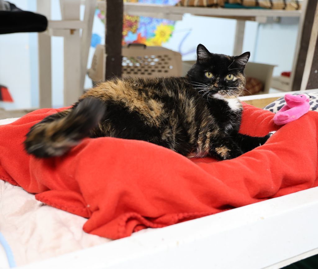 Noel-Early CKD; Hyperthyroidism, a Adoptable mixed breed in Anchorage, AK image 3/14