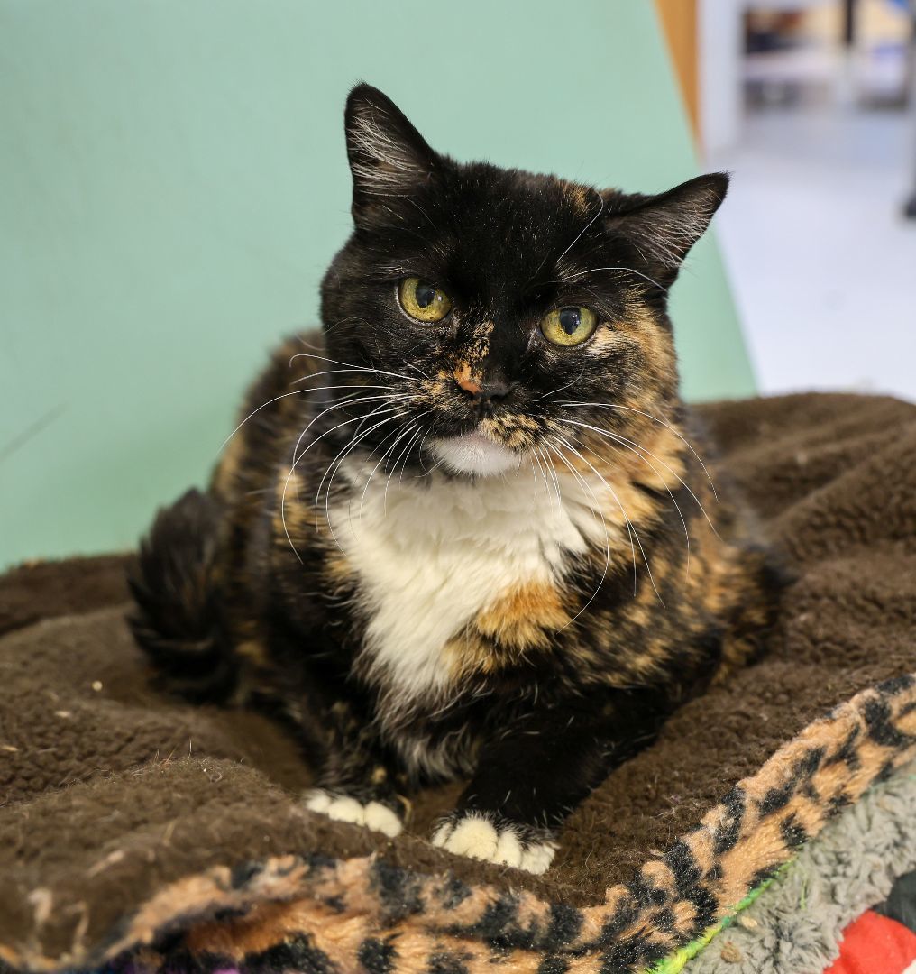 Noel-Early CKD; Hyperthyroidism, a Adoptable mixed breed in Anchorage, AK image 4/14