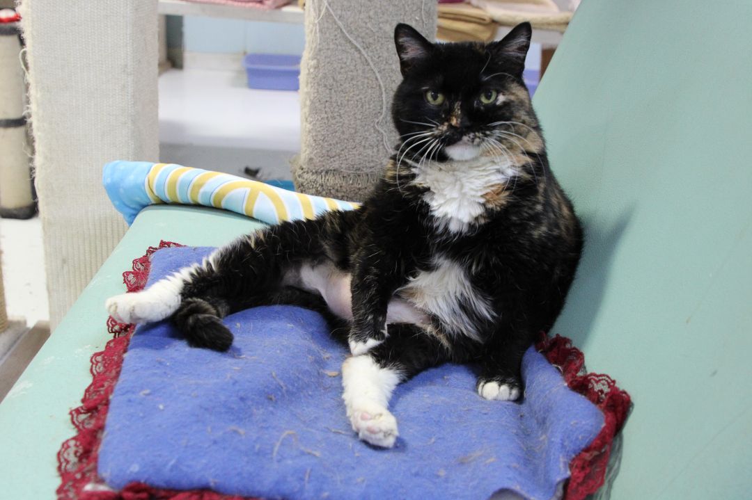 Noel-Early CKD; Hyperthyroidism, a Adoptable mixed breed in Anchorage, AK image 5/14