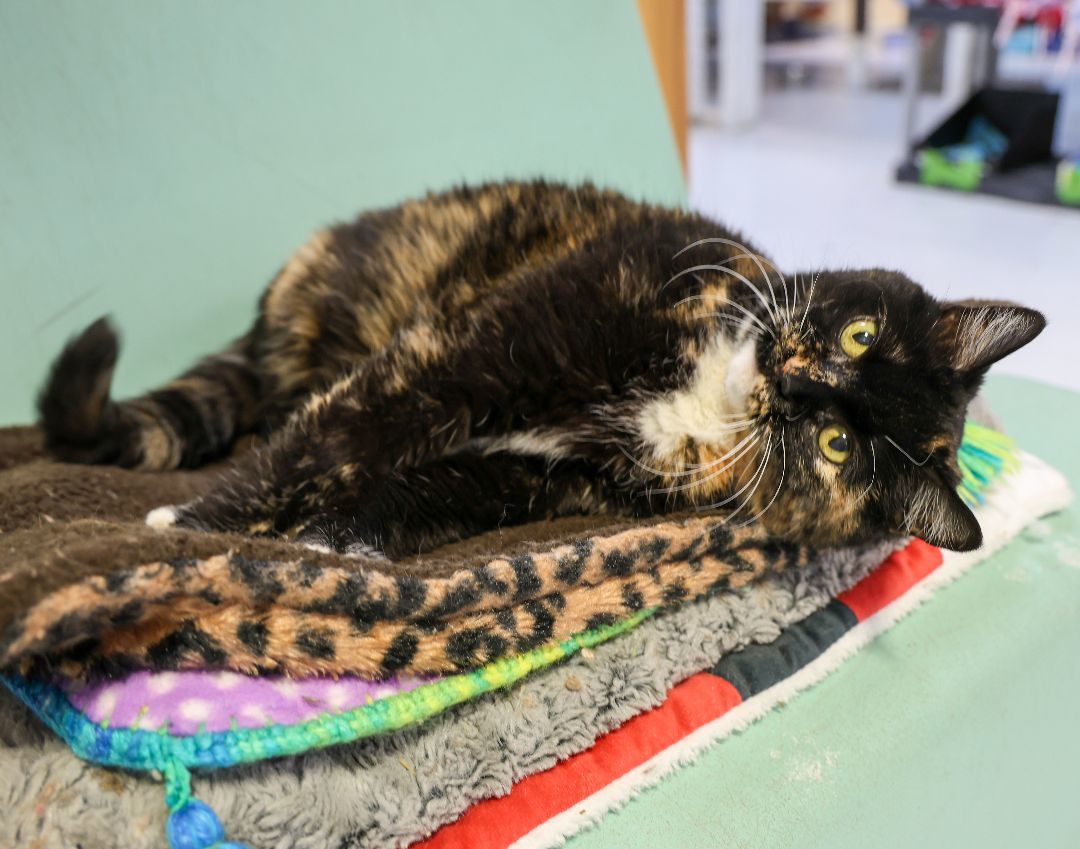 Noel-Early CKD; Hyperthyroidism, a Adoptable mixed breed in Anchorage, AK image 6/14