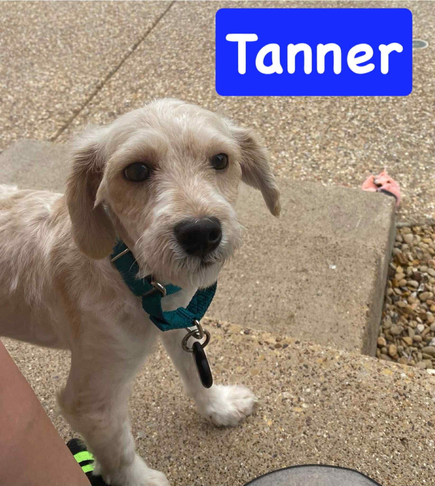 Tanner photo 6
