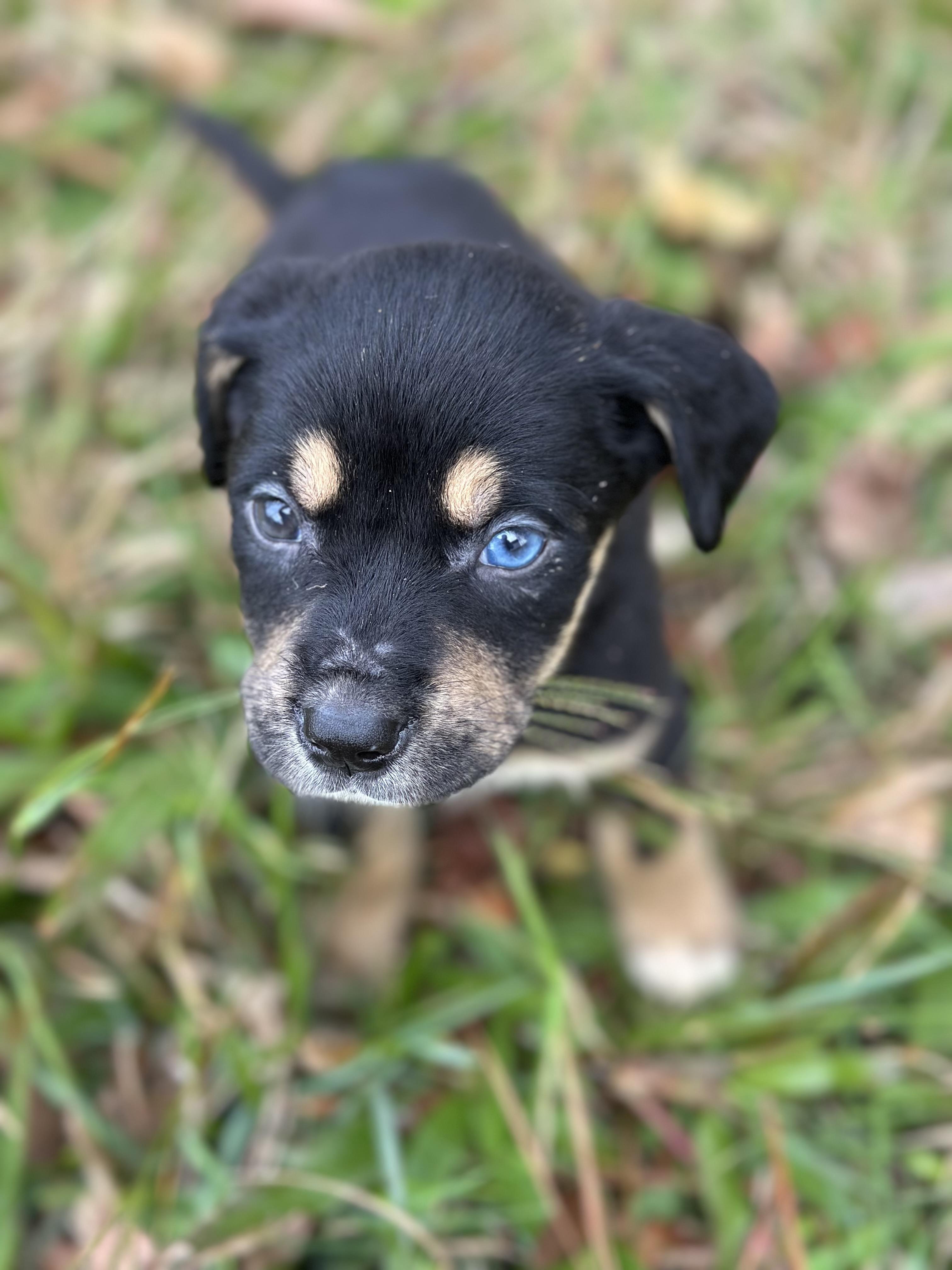 Enlarge Mina, a ADOPTABLE mixed breed in Bellevue, WA image 4/5