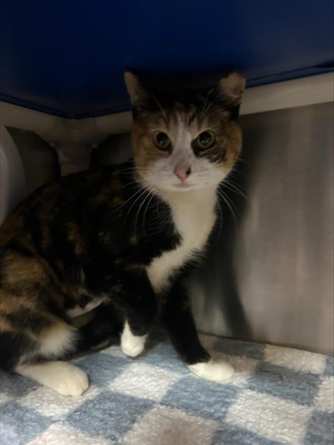 CHEEZE-IT, Adoptable, Young Female Domestic Short Hair.