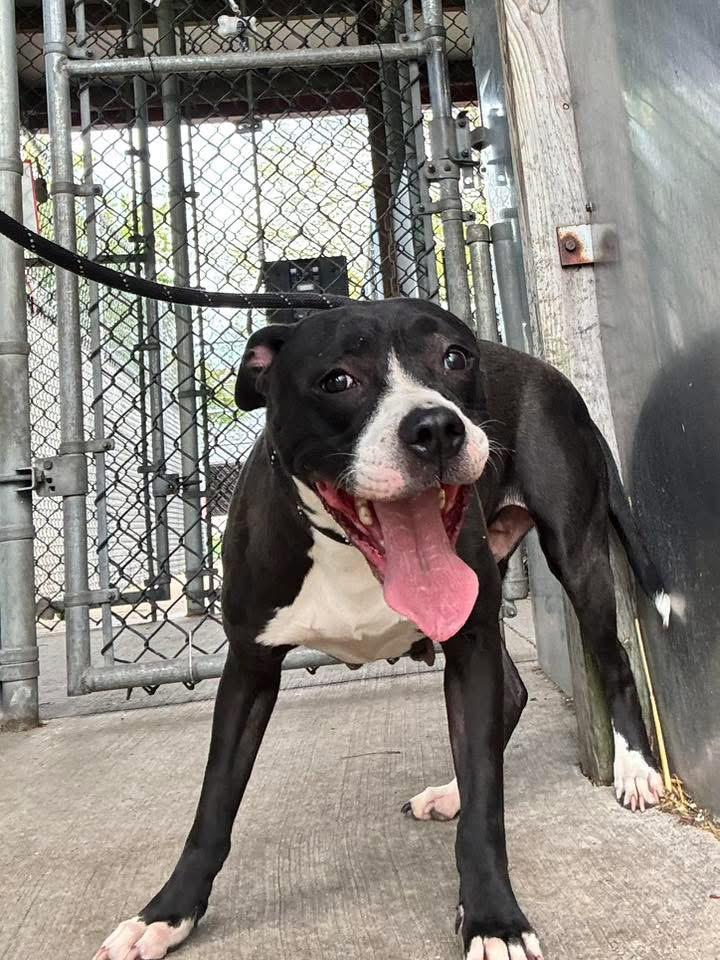 Enlarge Junia, a ADOPTABLE Pit Bull Terrier in Chicago, IL image 1/5