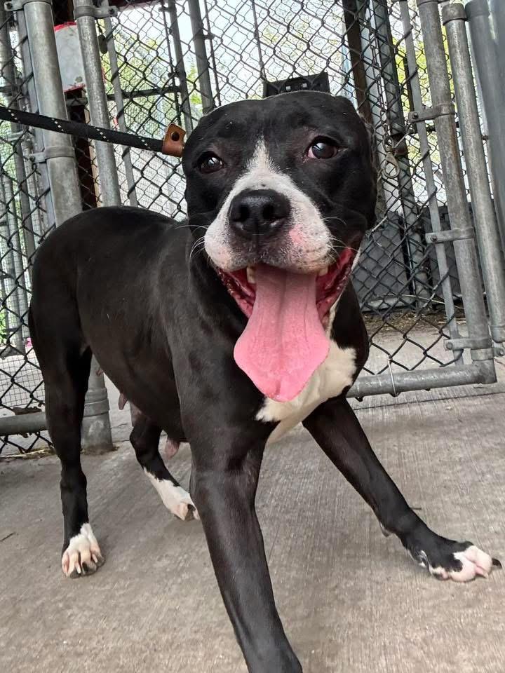 Enlarge Junia, a ADOPTABLE Pit Bull Terrier in Chicago, IL image 2/5
