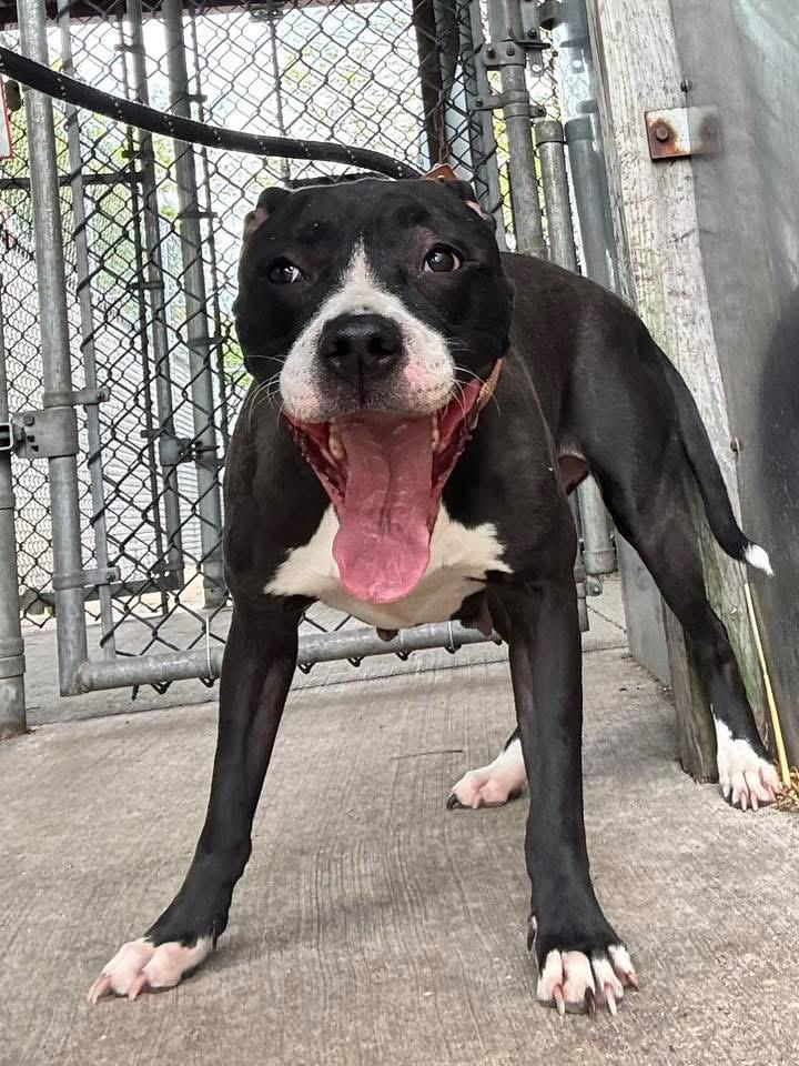 Enlarge Junia, a ADOPTABLE Pit Bull Terrier in Chicago, IL image 3/5