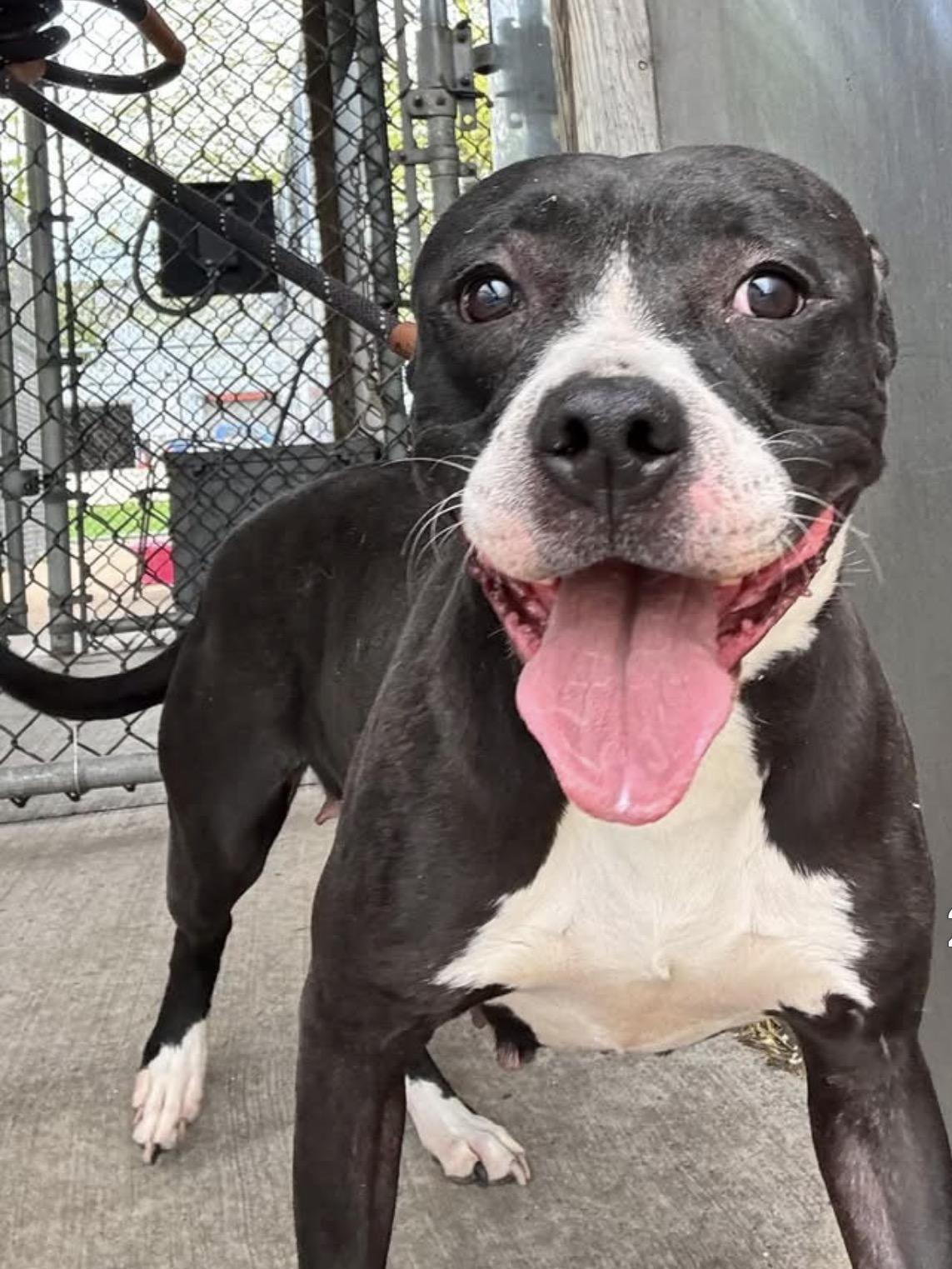 Enlarge Junia, a ADOPTABLE Pit Bull Terrier in Chicago, IL image 4/5