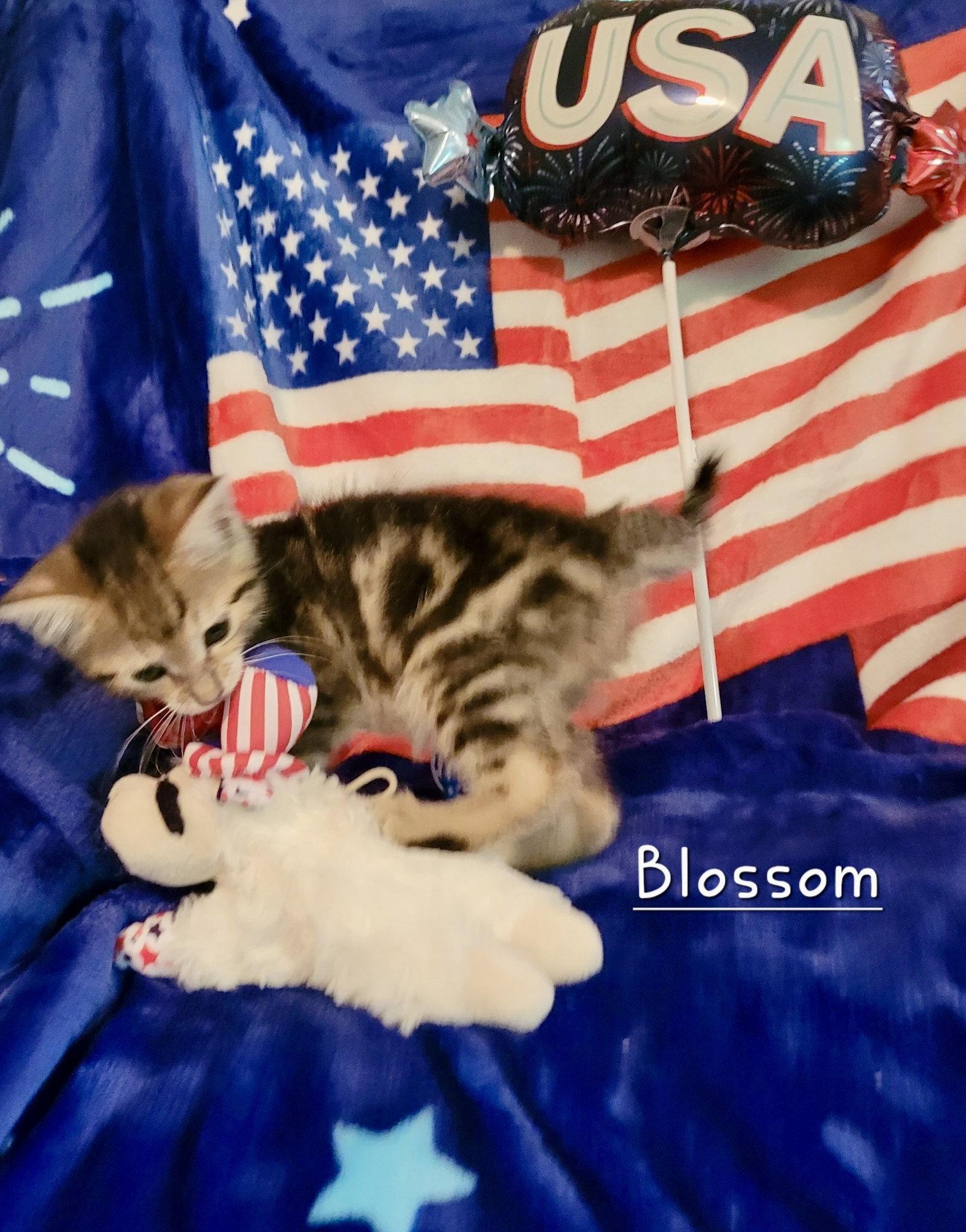 Blossom, Adoptable, Kitten Female Domestic Short Hair.