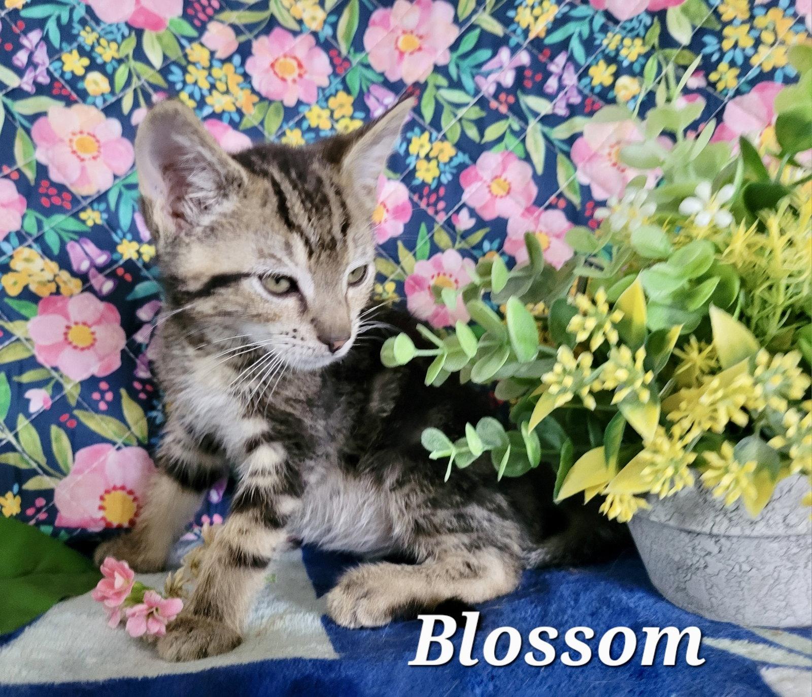 Blossom, a Adoptable Domestic Short Hair in Penndel, PA image 2/2