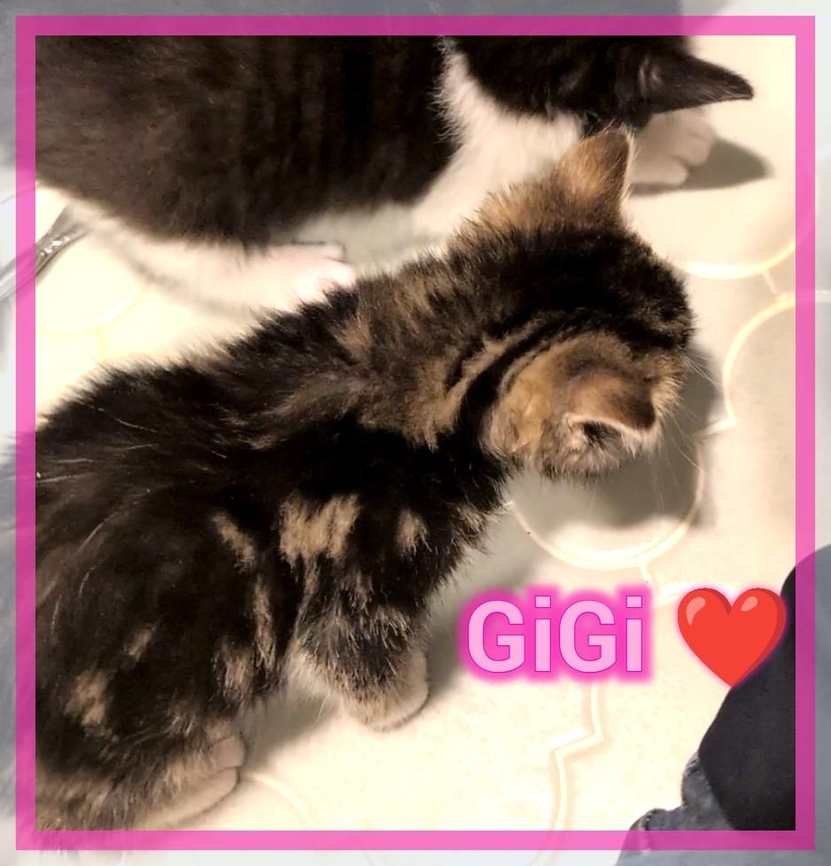 GiGi (Griselda), ADOPTABLE, Kitten Female Domestic Short Hair.