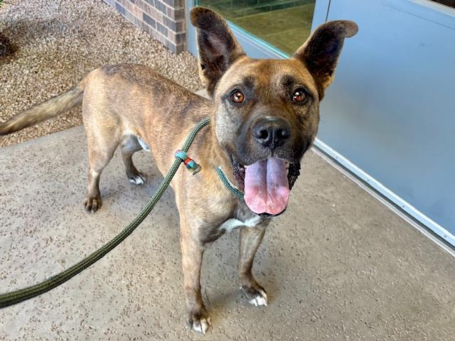 Enlarge BIG MAC, a Adoptable mixed breed in Phoenix, AZ image 1/1