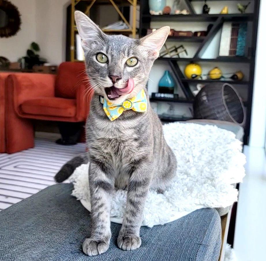 Revvy #fire-up-my-purr-motor