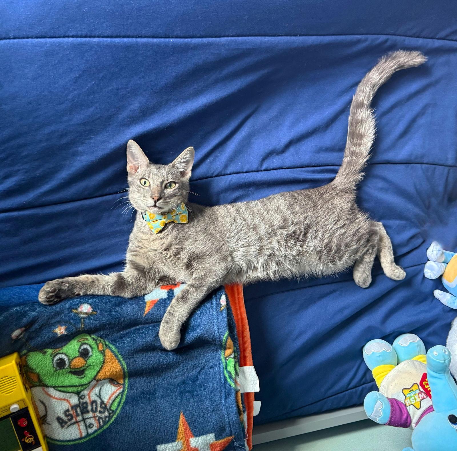 Revvy #fire-up-my-purr-motor